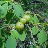 Cleistanthus collinus (Roxb.) Benth. ex Hook.f.